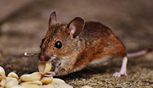 24 Hour & Emergency Exterminators in Manhattan, KS